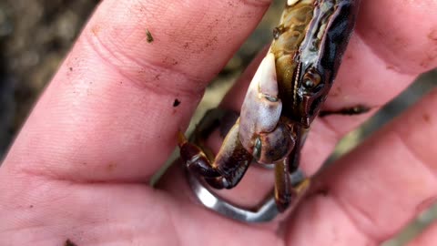 Beautiful Crab