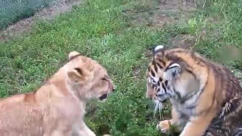 Baby Lion _ Tiger playing and looking so cute