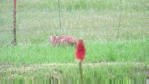 Bobcat versus Prairie Dog