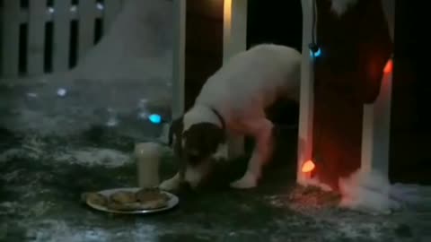Dog constructs his own Christmas house