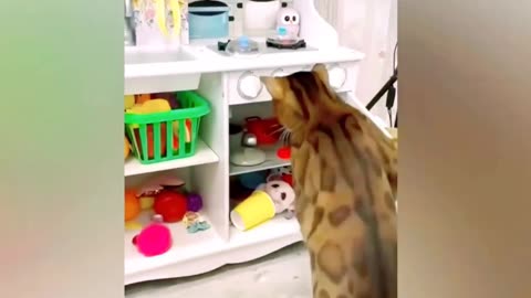Cat loves funny cat