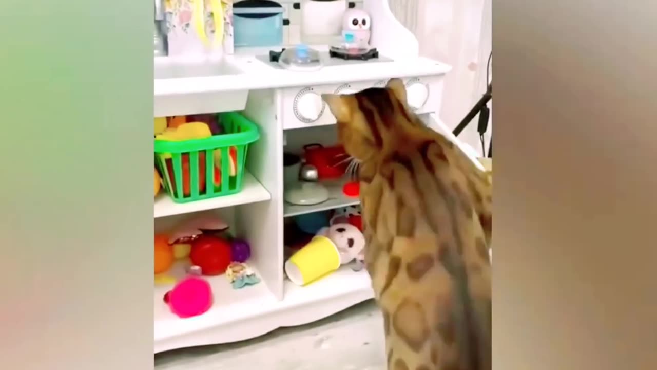 Cat loves funny cat