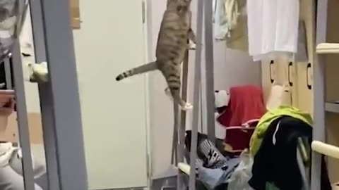 Funny animals - Funny cats and dogs - Funny animal videos 2023