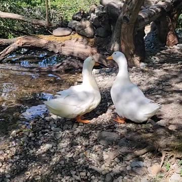 Two Grown Ducks have a special bond with each other