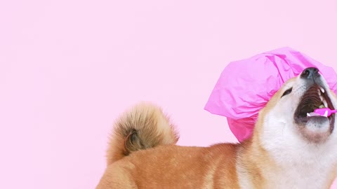 Funny Cute dog with a shower cap and biting a toothbrush