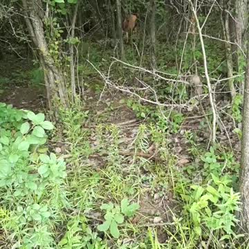 Whitetail deer near by