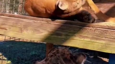 Big Cats Try Catnip!