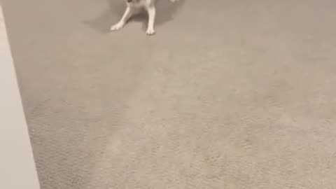 Cute Dog Video :)