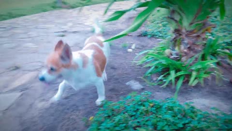 Dog sound||dog barking||#shorts #dogbarking #viralshorts #youtubeshorts #