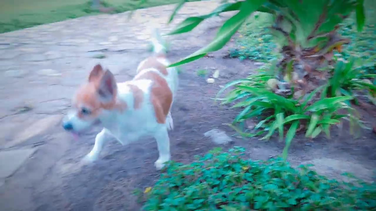 Dog sound||dog barking||#shorts #dogbarking #viralshorts #youtubeshorts #
