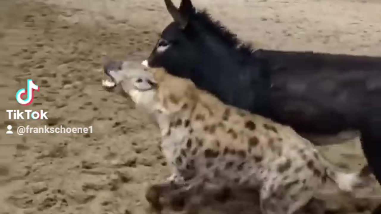 donkey vs hyena