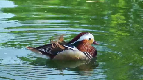 Duck drinking water in the lake
