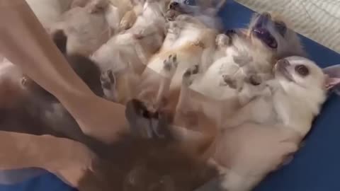 🙏❤🎉🎉🎉🎊🎊🎊️SWEET AND FUNNY ANIMALS SHOTS 🙏❤️❤️🎉🎉🎉🎊🎊🎊