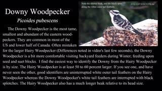 Downy Woodpecker