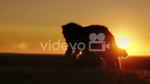 Two Teen Friends Playing With A Dog At Sunset