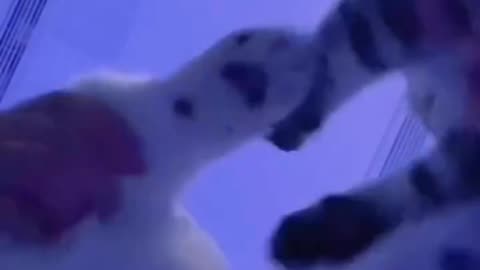 Funny Cats disco dancing