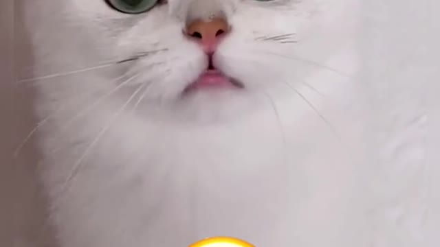 what does he say#pet #cute #fyp #forfou #cat