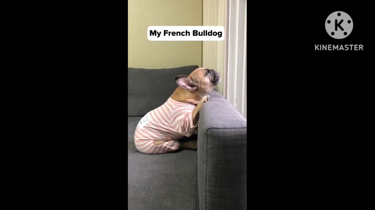 "Cute~ voice🎶 dog🎼