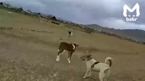 The drone came to the rescue of the bull 😊