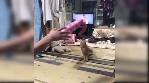 Cutes cat