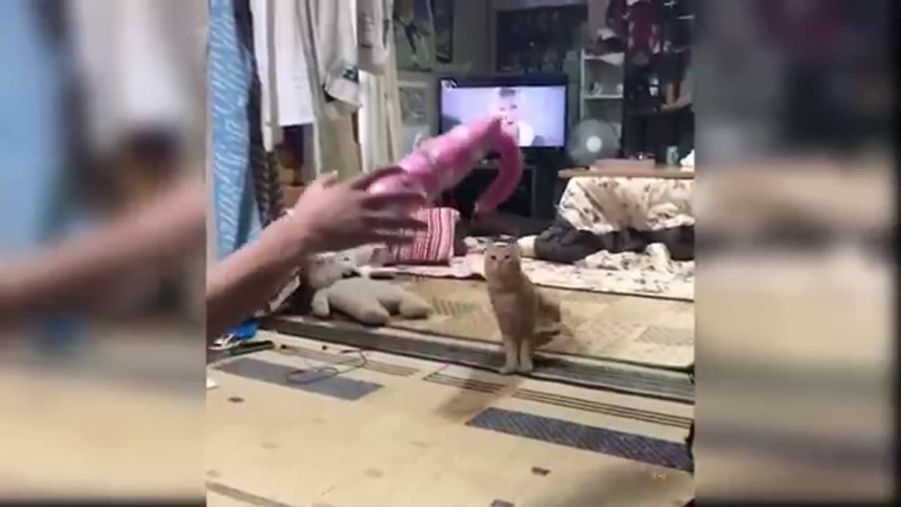 Cutes cat