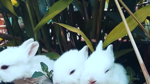 Three lively and cute little white rabbits, I gave them two names, namely: Beibei, Yaya, Coco