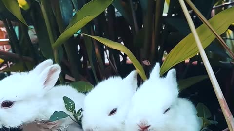 Three lively and cute little white rabbits, I gave them two names, namely: Beibei, Yaya, Coco