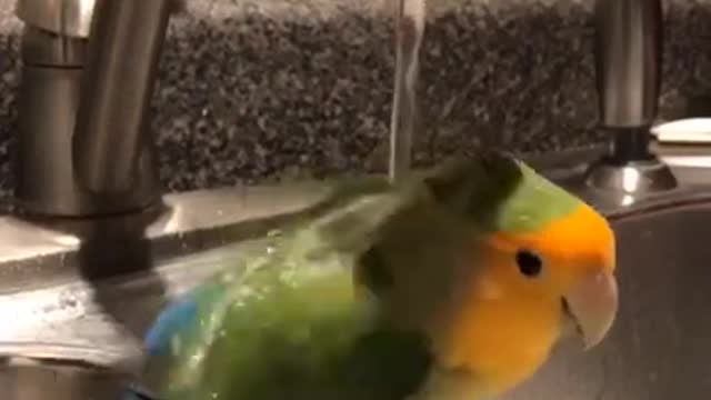 Love Bird Standing on Edge of Kitchen Sink Takes Bath Under Water Running From Tap