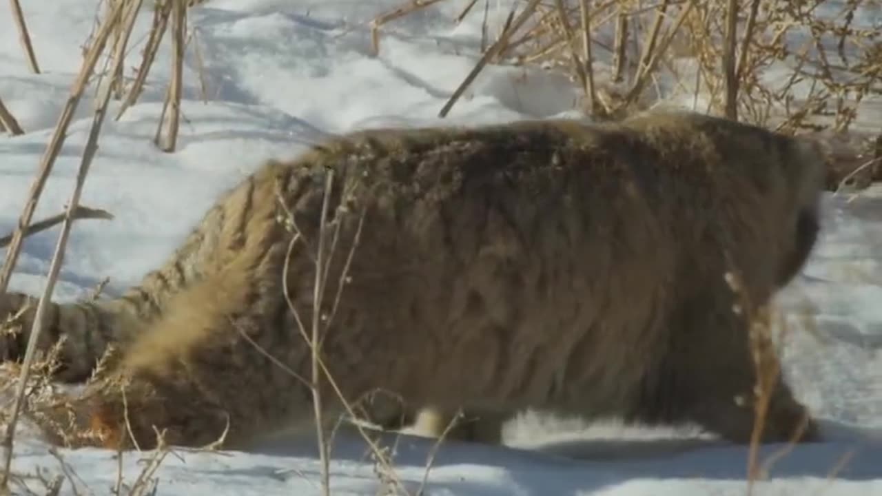 The cat attack amazing video clip