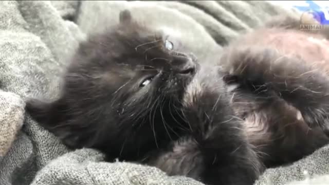 Cute Cats Video Cute Cute Cats Video
