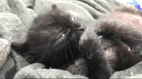 Cute Cats Video Cute Cute Cats Video