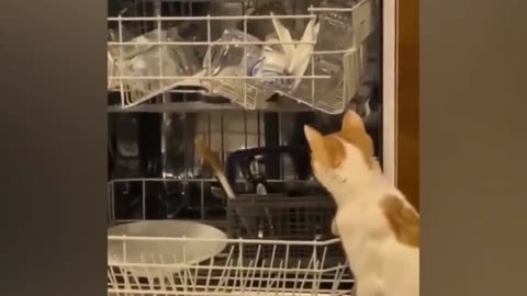 Funny Pets Videos of 2024! Compilation of Cats and Dogs