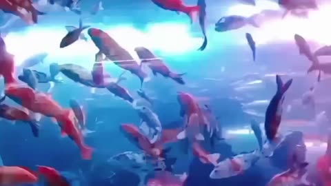 Numaish Exhibition 2024 part - 11 🎡🎠🎪 #exhibition #numaish #fishy #hyderabad #fish