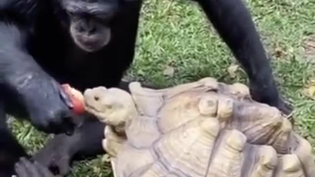 Monkey vs turtle