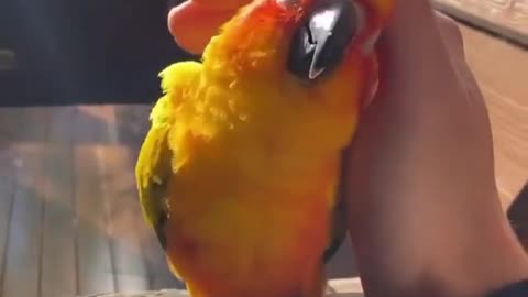 Masti