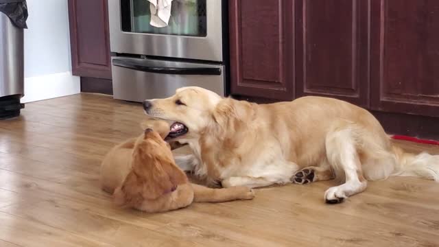 Golden Retriever Puppy Fights Her Big Brother