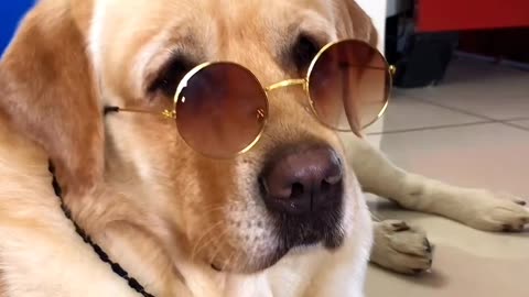 Funny dog video🐶🤣