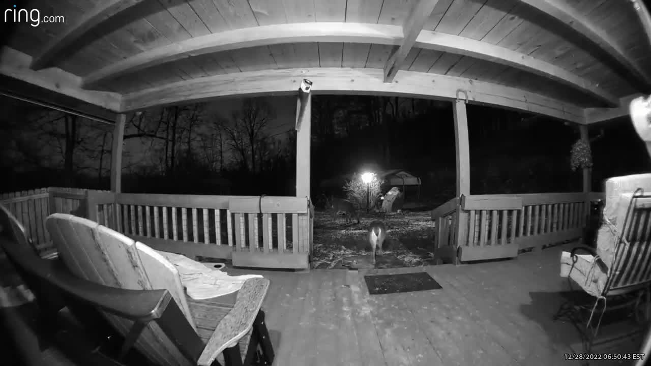 Deer 🦌 Heading home to The Treehouse 🌳 600 mile journey Lady & the crew are sick of corn #ringtv