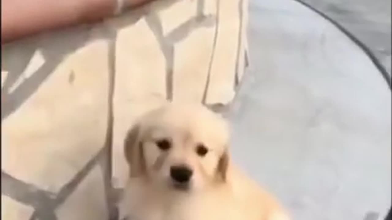 Funny&Cute Dog video