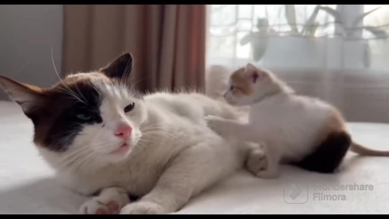 The Kitten Is bothering his daddy...😲😂😂😂😂😂