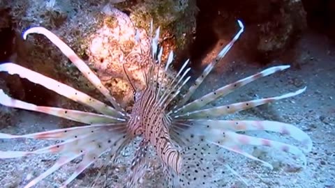 Deep sea diving