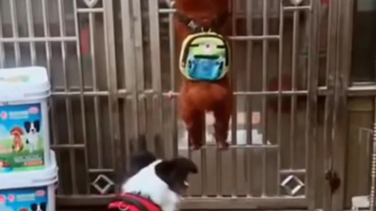 dog afraid to cock