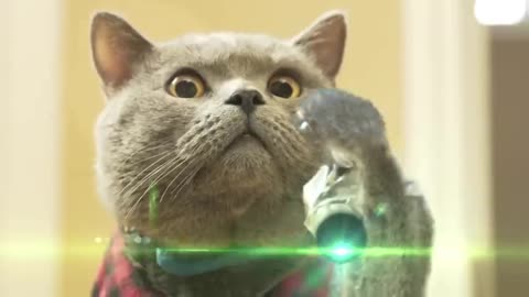 Cat Left Home Alone - Aaron's Animals