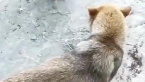 Funny Dogs vs Chicken Compilation 2023