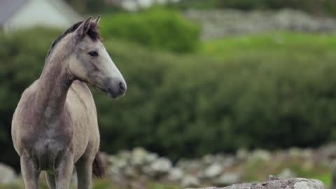Awesome Funny Animals Life Videos