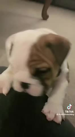 Test post- Rumble is acting weird… no sound sometimes