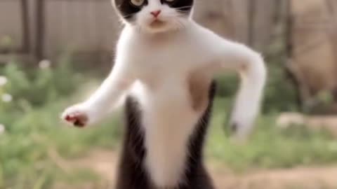 Funny Cat Dance - Must Watch Hilarious Moves!