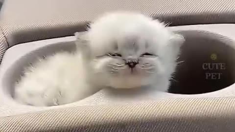 😺😺cat very cutie