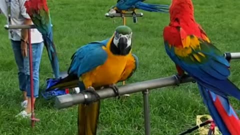 Parrots Birds 🤩🤩🤩