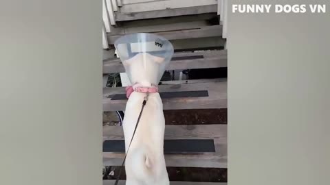 Funny video